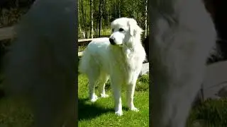 Owczarki Podhalańskie