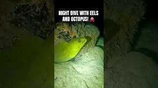 The COOLEST creatures come out at night #eerie  #seacreatures #nightdive