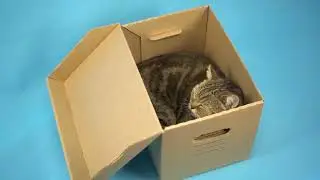 5 Real Reasons Cats Are Obsessed With Boxes