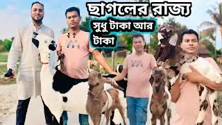বিটল ছাগল তোতা,হরিয়াণা,পাঠা ও পাঠি ছাগল দেখুন।bettol, haryena, totapari chagol khamar Bangladesh