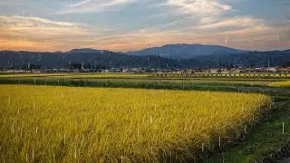 Calm Rain in Japanese Rice Fields for Relaxation