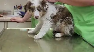 Thorough and Comprehensive Veterinary Checkup for an Adorable, Playful Puppy at the Local Clinic