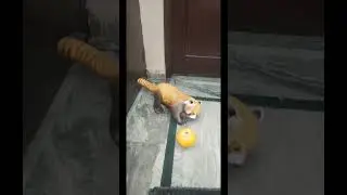 Panda Playing with Pumpkin #harshali #subscribe #youtubeshorts #viral #red panda 🐼🐼