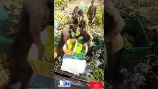 JFC Bikaner  Bananas Packing HD Videos #Indian_All_Fruit_Packing | Export Quality Bananas Packing |