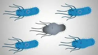WHAT ARE PLASMIDS? 🧬