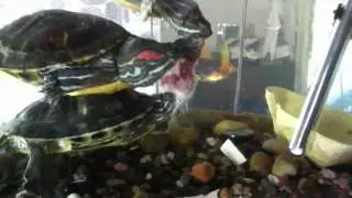 Turtle flips over