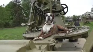 Собака боксер Бокс на защите Мира. Boxer dog On Guard for Peace. Wollen Sie, ob russischen Krieg?