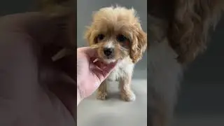 Can You Guess Your Partner's Perfect Pup 🐶? #cavapoopuppy #dachshundpuppy #yorkiepuppy #shihpoopuppy