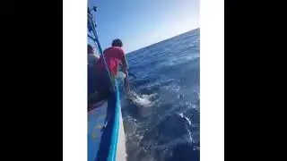 Video of live sailfish required to be released as bycatch being killed in Costa Rica