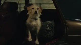 The Dogs of Disney+ | Disney+