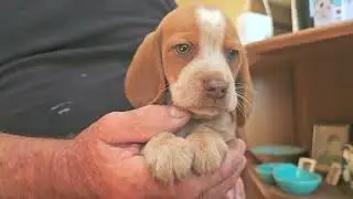 Przystojny HARRY, szczeniak Beagle! Chip 649, szczeniak Molly