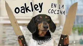 &iexcl;Tierno perro salchicha se convierte en Chef! 🐾👨&zwj;🍳