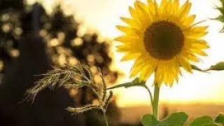 Show love and personal contribution to the rehabilitation of the environment.