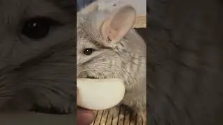 CHINCHILLA FOOD VIBES 😋 😍 👌  #animals #chinchilla #pets #funny #exoticpets #rodents  #happy #cute