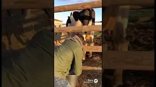 What the heck?! 🐄 #reels #creative#ai#new #funny #fun #cute #interesting #shorts #shortvideo #short