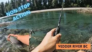 NON-STOP ACTION! VEDDER/CHILLIWACK RIVER TROUT FISHING