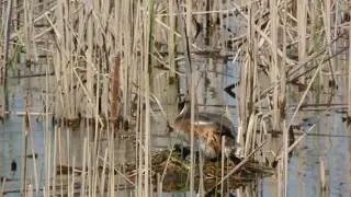 Чомга (Podiceps cristatus)