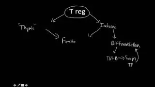 T reg map