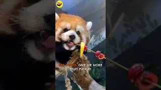 Please give this SCARY(cute) RED PANDA more fruit please 🥰