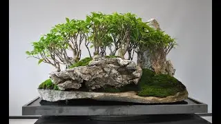 FICUS MICROCARPA penjing forest