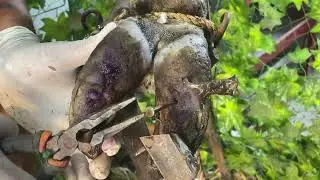 Expert Hoof Care: Deep Cleaning Removing Damaged Nails Screw From Cow Foot 🐄 #satisfying