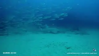 Guitarshark