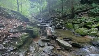 90 Minutes on a SMALL Native Brook Trout Stream | Fly Fishing PA |