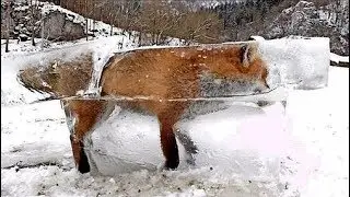 Hunter Discovers Frozen Fox Entombed In Ice In The Danube River, Southwest, Germany