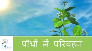 Transportation in Plants | Hindi