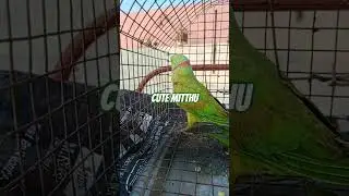 cute talking parrot mitthu #parrot #trending #youtubeshorts #shorts #shortvideo #viral #viralvideo