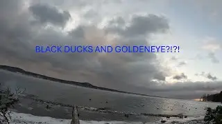 HUNTING BLACK DUCKS and GOLDENEYE!! (LAKE CHAMPLAIN)