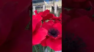 Giant red poppies installation #giantflower #paperflowers #tsemko #creativedecor #eventdecor