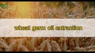 wheat germ oil extraction machine