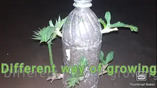 How to grow Eryngium Foetidum in different way