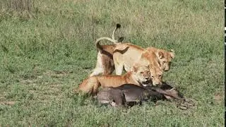 Lioness (Panthera leo) sisters  come together after succesful hunt on Wildebeest.