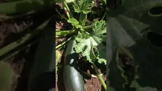 READY TO HARVEST ZUCCHINI #shorts