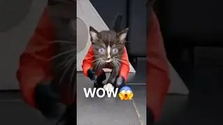 EPIC CAT TRANSFORMATION❗️#cat