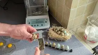 quails egg size