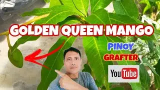 HOW PLANT GOLDEN QUEEN MANGO ON A BIG POLY BAG | HOW CARE FOR YOUR GRAFTED FRUIT TREES