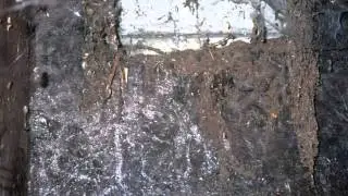 Moisture Ant Infestation (Client Video) King of the House Home Inspection