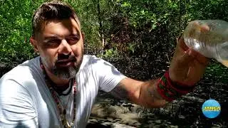 A IMPORTÂNCIA DOS MANGUEZAIS.