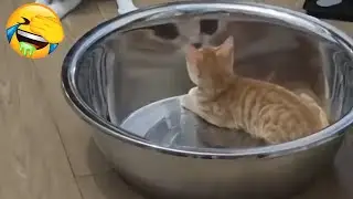 Новые самые смешные видео с котами😼Попробуйте не засмеяться😜Ежедневная порция интернет-котов. Час...
