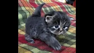 Dark golden-tabby persian little boy...