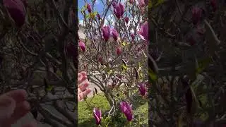 Argentina Spring Magnolia Blooms Весеннее цветение Магнолия  Аргентина #grapeplants #nature
