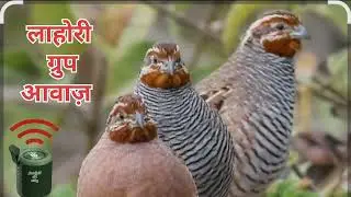 LAHORI Ki AWAAZ.. #lahori #awaaz #lahori #group #lahori #pakshi