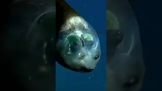 Beautiful Fish || Barreleye #shortsvideo #short  #animals #fish #barrel