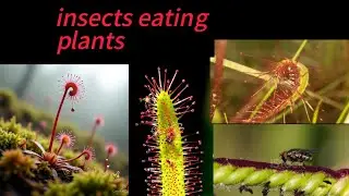 #CarnivorousPlants2. #SundewPlant3. #PlantVsInsect4. #NatureIsWeird5. #InsectEatingPlants