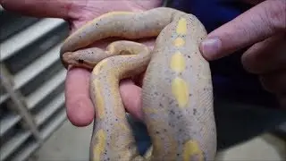 Banana black pastel! Reptile community, and why I hate facebook.