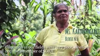 Fairtrade Fortnight - Tea