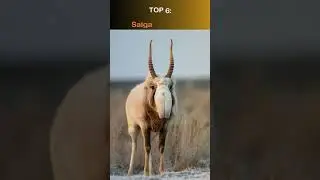 😱 Top 10 WEIRDEST Animals in 2025 &ndash; #7 Will SHOCK You! 🧐🐠 #shorts